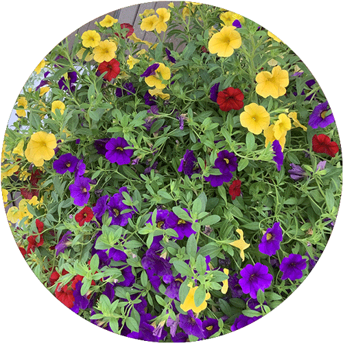 A basket of pink, purple and cream colored Million Bell blooms.